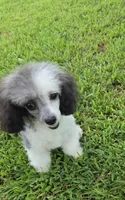 HARMONY SILVER PARTI GIRL, a female Poodle - Toy  for sale in Bowling Green, KY – 1 of 10