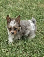 LOCK BLUE MERLE PARTI, a male Yorkipoo for sale in Bowling Green, KY – 1 of 10
