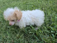 KELLY TEACUP POODLE, a female Poodle - Toy  for sale in Bowling Green, KY – 10 of 10