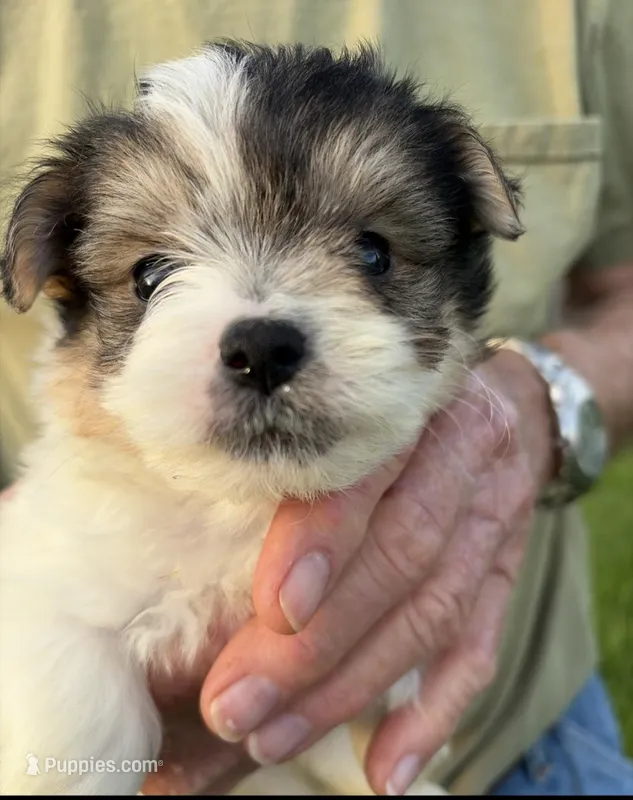 HANDSOME MORKIE MALE – Morkie puppy for sale in Bowling Green, KY