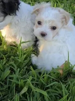 PRISSY MORKIPOO GIRL, a female Yorkipoo and Maltese for sale in Bowling Green, KY – 4 of 9
