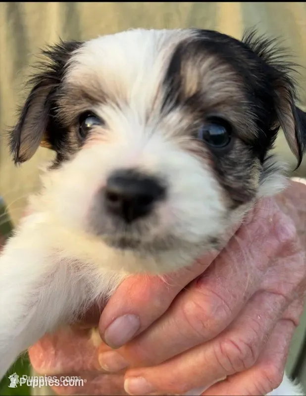 SWEETHEART MORKIE – Morkie puppy for sale in Bowling Green, KY
