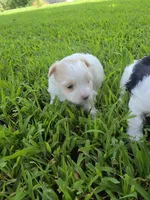 MORKIPOO APRICOT PARTI GIRL, a female Poodle - Toy  and Morkie for sale in Bowling Green, KY – 10 of 10