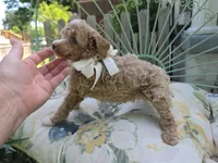 MARISOL CREAMY APRICOT, a female Poodle - Miniature  for sale in Bowling Green, KY – 5 of 10
