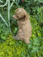 PARASOL LIGHT RED, a female Poodle - Miniature  for sale in Bowling Green, KY – 6 of 10