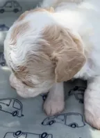 APRICOT MERLE PARTI BOY, a male Schnoodle for sale in Bowling Green, KY – 3 of 8