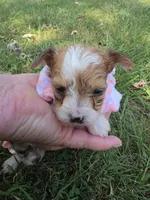 GIDGET YORKIPOO GIRL, a female Yorkipoo for sale in Bowling Green, KY – 4 of 9
