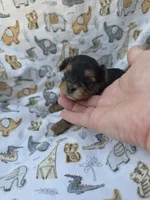 PATTEN YORKIPOO MALE, a male Yorkipoo for sale in Bowling Green, KY – 10 of 10
