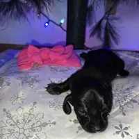 Snowflake, a female Miniature Dachshund for sale in Nebraska City, NE – Photo 6 of 8