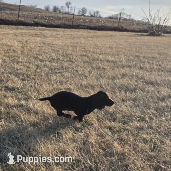 Snowflake, a female Miniature Dachshund for sale in Nebraska City, NE – Photo 3 of 8