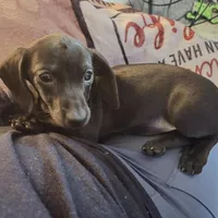 Snowflake, a female Miniature Dachshund for sale in Nebraska City, NE – Photo 1 of 8