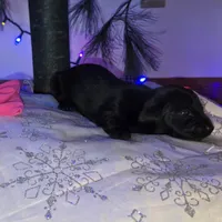 Snowflake, a female Miniature Dachshund for sale in Nebraska City, NE – Photo 7 of 8