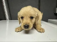 Purple Girl, a female Golden Retriever for sale in Toledo, OH – 3 of 4