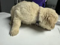 Grey Boy, a male Golden Retriever for sale in Toledo, OH – 3 of 4