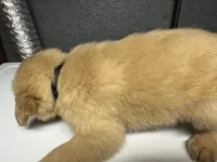 Black Boy , a male Golden Retriever for sale in Toledo, OH – 2 of 4