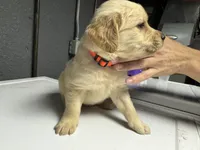 Orange Boy, a male Golden Retriever for sale in Toledo, OH – 3 of 4
