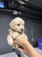 Blue Boy, a male Golden Retriever for sale in Toledo, OH – 4 of 4