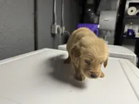 Black Boy , a male Golden Retriever for sale in Toledo, OH – 4 of 4