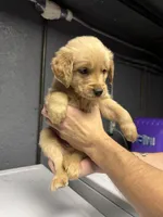 Black Boy , a male Golden Retriever for sale in Toledo, OH – 3 of 4