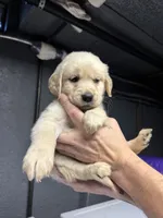 Pink Girl, a female Golden Retriever for sale in Toledo, OH – 3 of 4