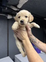 Orange Boy, a male Golden Retriever for sale in Toledo, OH – 4 of 4