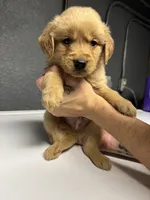 Red Boy, a male Golden Retriever for sale in Toledo, OH – 3 of 4