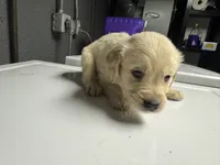 Green Boy, a male Golden Retriever for sale in Toledo, OH – 2 of 4