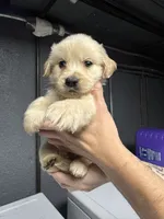 Grey Boy, a male Golden Retriever for sale in Toledo, OH – 4 of 4