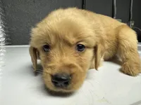 Red Boy, a male Golden Retriever for sale in Toledo, OH – 2 of 4