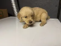 Yellow Boy, a male Golden Retriever for sale in Toledo, OH – 3 of 4