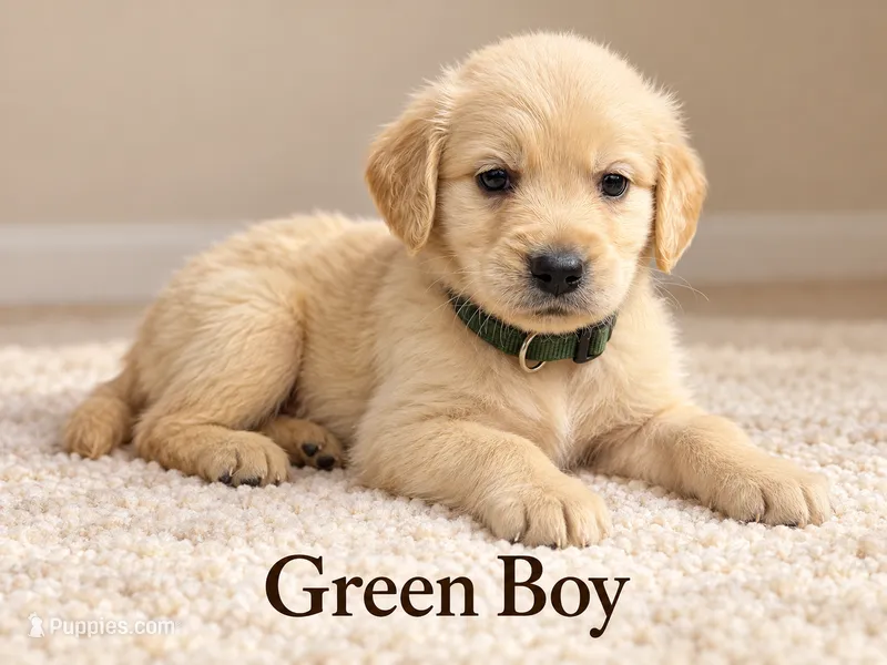 Green Boy – Golden Retriever puppy for sale in Toledo, OH