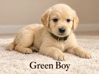 Green Boy, a male Golden Retriever for sale in Toledo, OH – 1 of 4