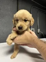 Yellow Boy, a male Golden Retriever for sale in Toledo, OH – 4 of 4