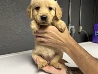Purple Girl, a female Golden Retriever for sale in Toledo, OH – 2 of 4