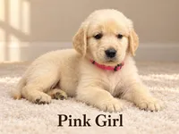 Pink Girl, a female Golden Retriever for sale in Toledo, OH – 1 of 4