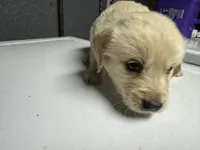 Grey Boy, a male Golden Retriever for sale in Toledo, OH – 2 of 4