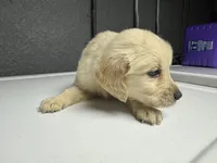 Blue Boy, a male Golden Retriever for sale in Toledo, OH – 2 of 4