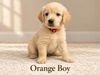 Orange Boy, a male Golden Retriever for sale in Toledo, OH – 1 of 4