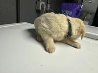 Green Boy, a male Golden Retriever for sale in Toledo, OH – 3 of 4