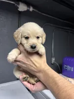 Green Boy, a male Golden Retriever for sale in Toledo, OH – 4 of 4