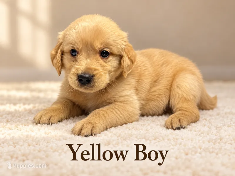 Yellow Boy – Golden Retriever puppy for sale in Toledo, OH