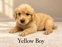 Yellow Boy, a male Golden Retriever for sale in Toledo, OH – 1 of 4
