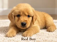 Red Boy, a male Golden Retriever for sale in Toledo, OH – 1 of 4