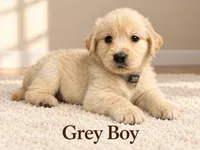 Grey Boy, a male Golden Retriever for sale in Toledo, OH – 1 of 4
