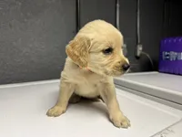Orange Boy, a male Golden Retriever for sale in Toledo, OH – 2 of 4
