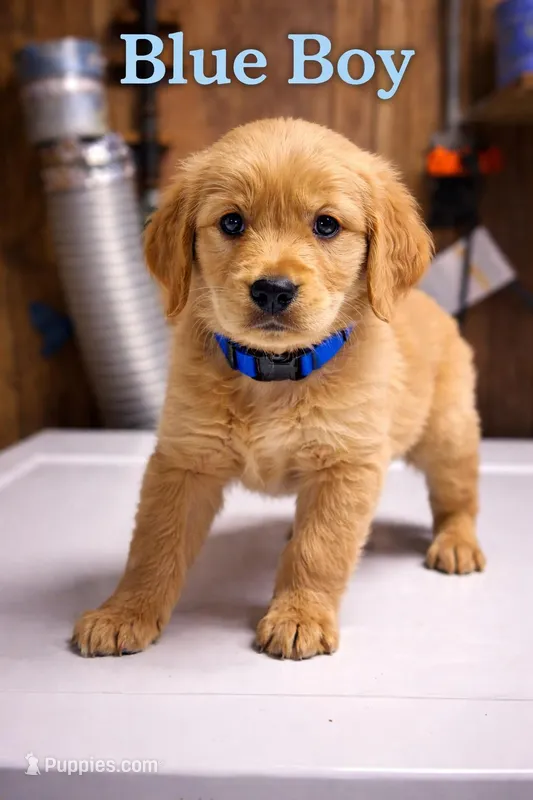 Blue Boy – Golden Retriever puppy on hold in Toledo, OH