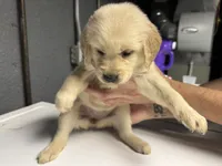Pink Girl, a female Golden Retriever for sale in Toledo, OH – 4 of 4