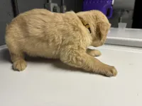 Yellow Boy, a male Golden Retriever for sale in Toledo, OH – 2 of 4