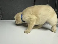 Blue Boy, a male Golden Retriever for sale in Toledo, OH – 3 of 4