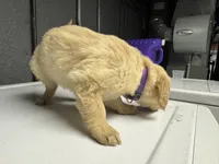 Purple Girl, a female Golden Retriever for sale in Toledo, OH – 4 of 4